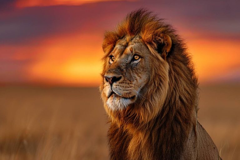 Astrologie : Quels sont les plus grands défauts du signe du Lion ? Percez son mystère !