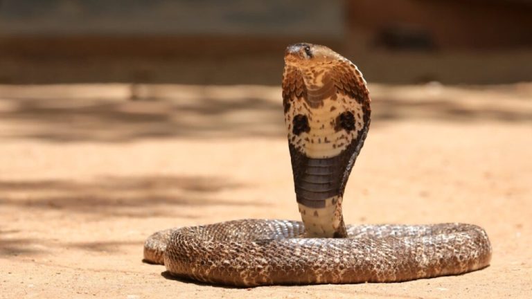 Analyse et Signification des Rêves de Serpent