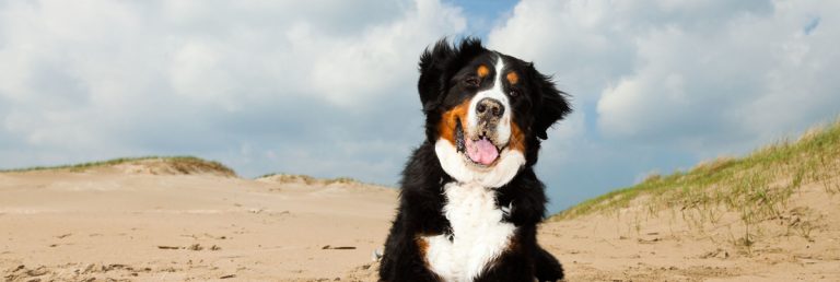 Comprendre le Symbolisme et la Signification des Rêves de Chiens
