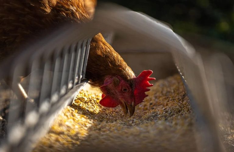 Comprendre les Symboles et la Signification d&rsquo;un Rêve de Poule