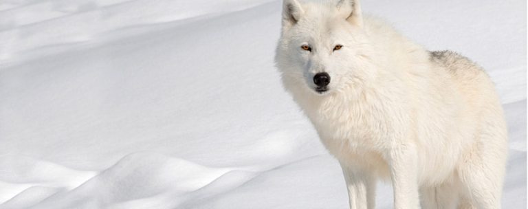 Décryptage des rêves : Que révèle le symbole du loup ?