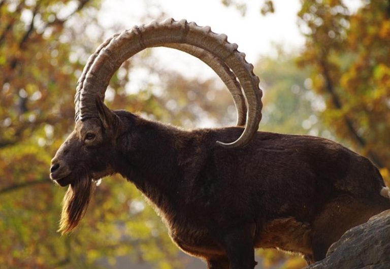 Faut-il ignorer un homme Capricorne ?