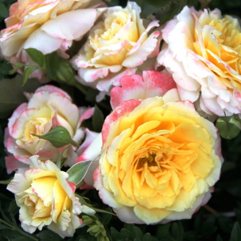 Analyse approfondie des rêves associés à la couleur rose : symboliques et significations