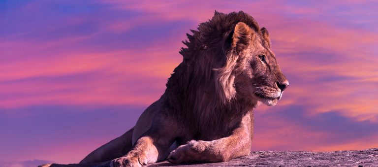 Analyse approfondie et symbolique du rêve de lion