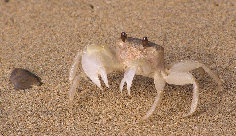 Analyse et compréhension du rêve de crabe