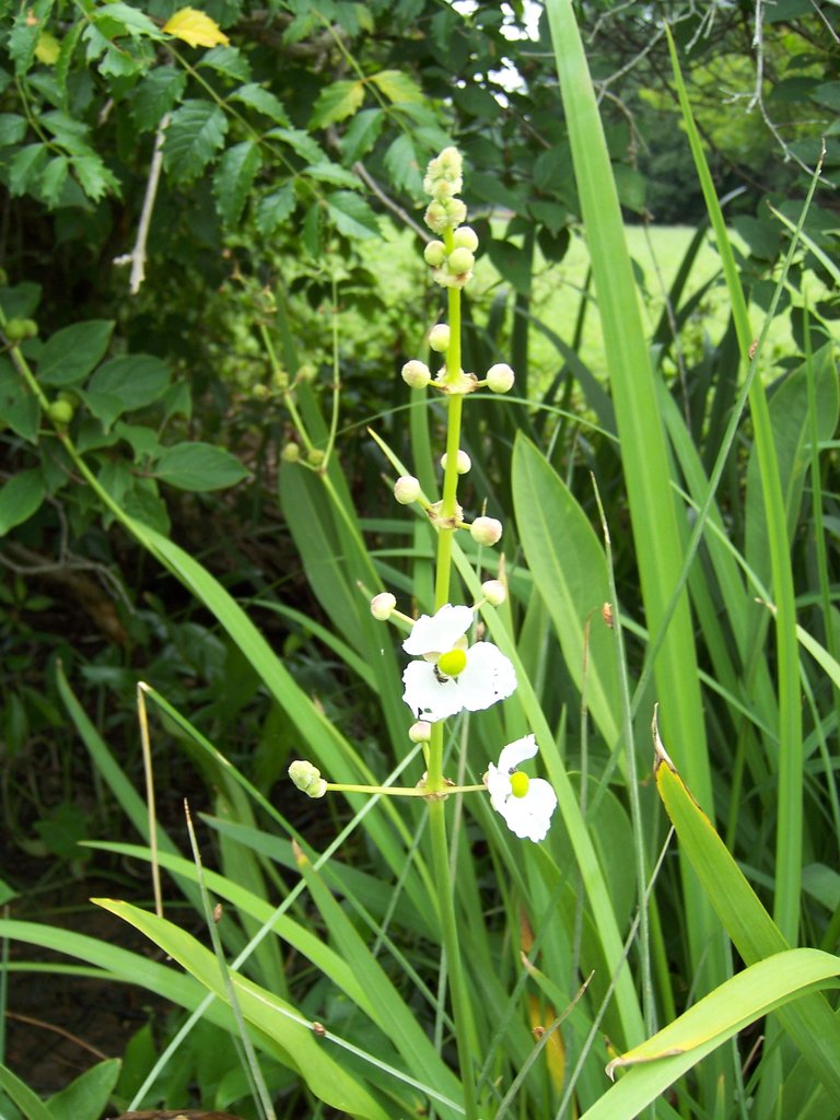 Les carrières idéales pour le Sagittaire