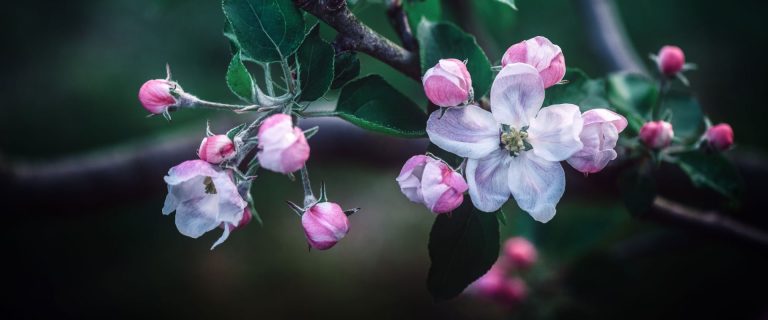 Analyse approfondie et significations cachées des rêves liés aux pommiers