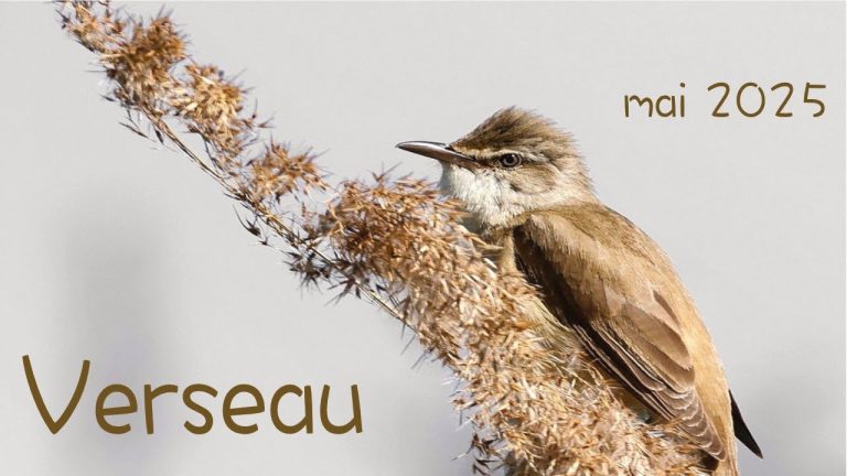 Les révélations astrales du jour : vendredi 2 mai 2025